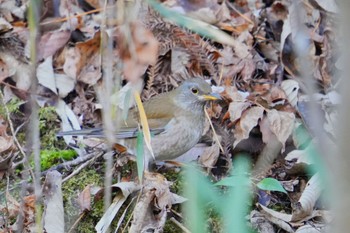 Pale Thrush 海上の森 Wed, 2/7/2024