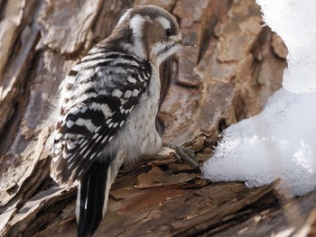 Japanese Pygmy Woodpecker(seebohmi) 左股川緑地(札幌市西区) Mon, 2/12/2024