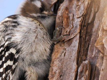 Japanese Pygmy Woodpecker(seebohmi) 左股川緑地(札幌市西区) Mon, 2/12/2024