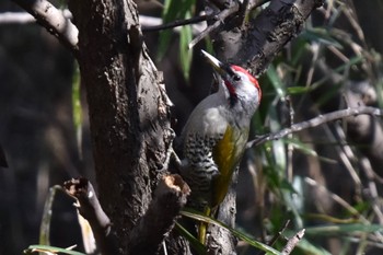 Japanese Green Woodpecker 東京都立桜ヶ丘公園(聖蹟桜ヶ丘) Sun, 2/11/2024