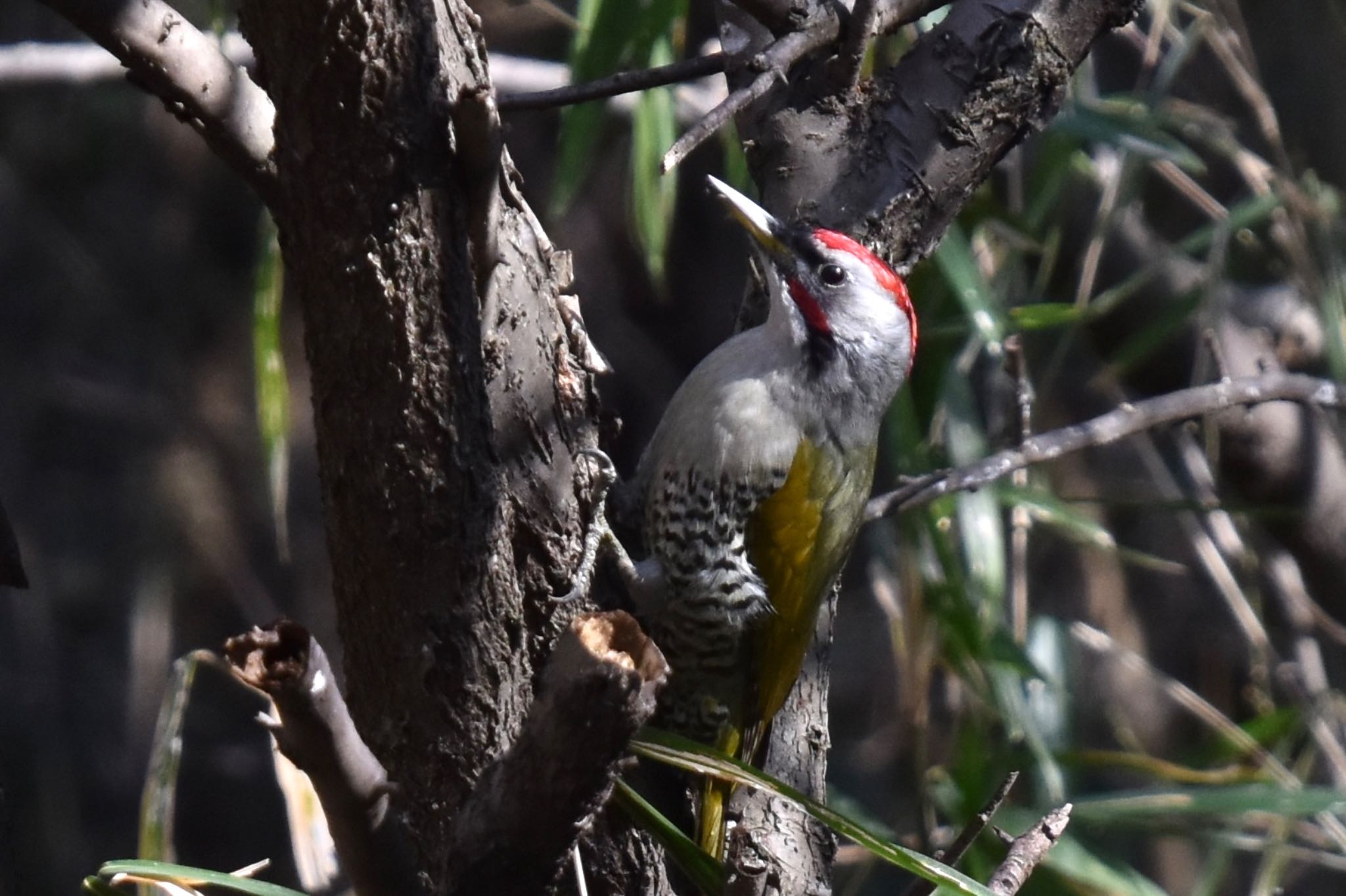 Photo of Japanese Green Woodpecker at 東京都立桜ヶ丘公園(聖蹟桜ヶ丘) by mochi17