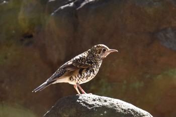 White's Thrush 東京都立桜ヶ丘公園(聖蹟桜ヶ丘) Sun, 2/11/2024