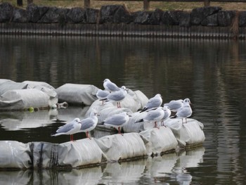 ユリカモメ 都立浮間公園 2024年1月28日(日)