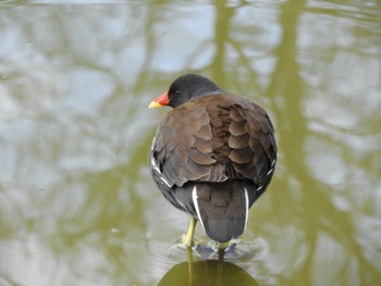 バン 都立浮間公園 2024年1月28日(日)