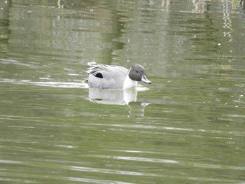 オナガガモ 都立浮間公園 2024年1月28日(日)