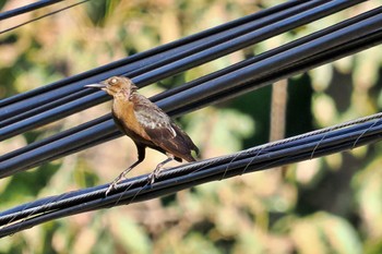 Great-tailed Grackle San Gerardo De Dota (Costa Rica) Sun, 2/11/2024