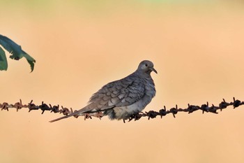 Inca Dove San Gerardo De Dota (Costa Rica) Sun, 2/11/2024