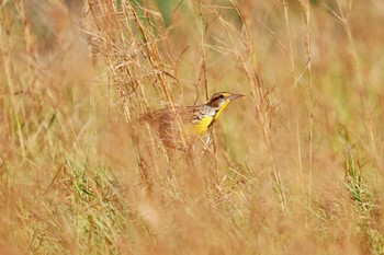 Eastern Meadowlark Tarcoles River Cruise(Costa Rica) Sun, 2/11/2024