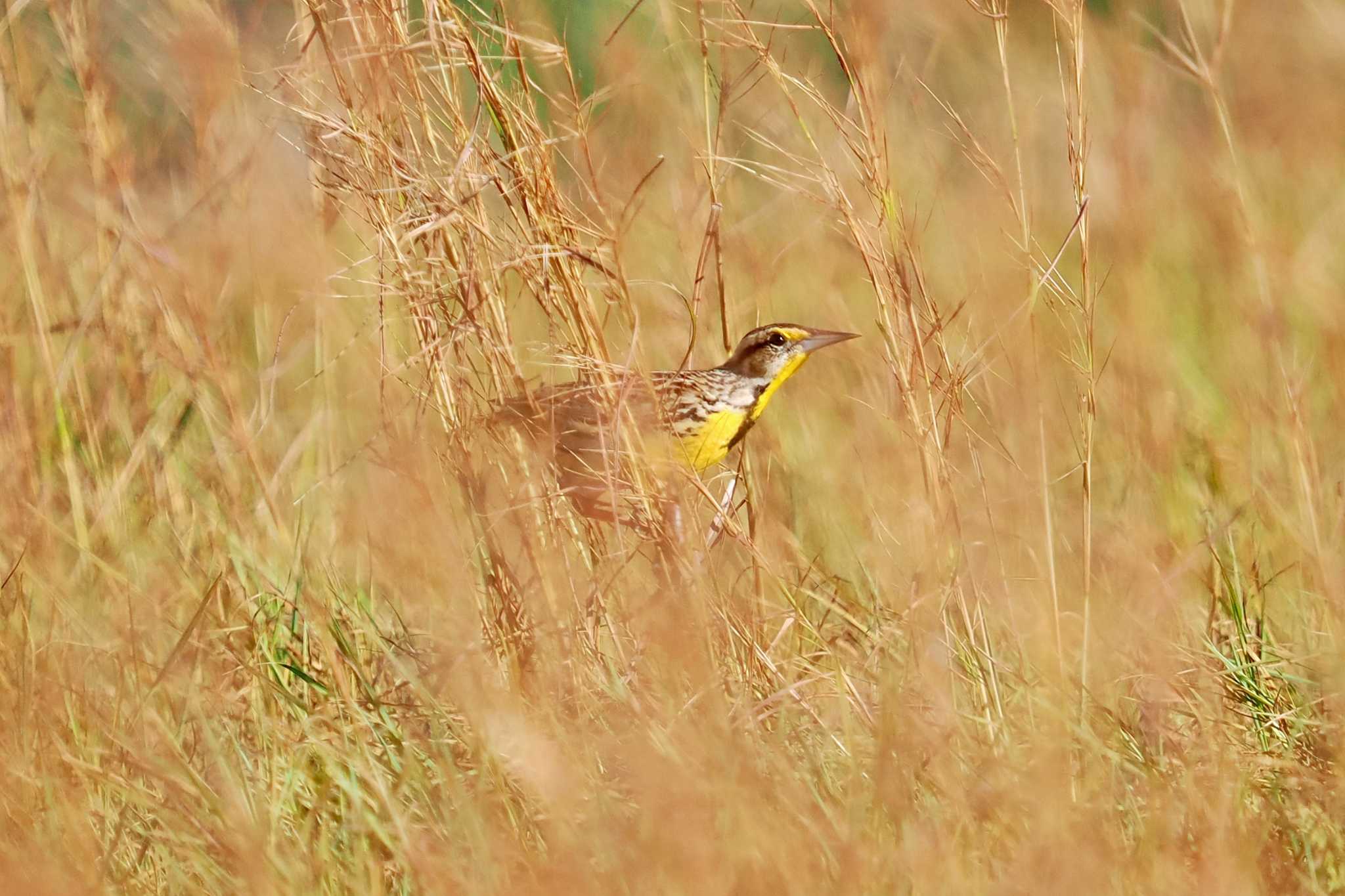 Photo of Eastern Meadowlark at Tarcoles River Cruise(Costa Rica) by 藤原奏冥