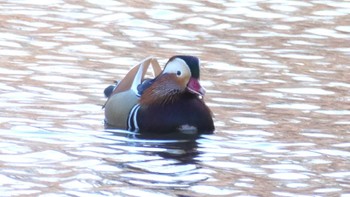 2024年2月12日(月) 見沼自然公園の野鳥観察記録