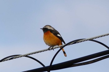 Daurian Redstart 東京都 Thu, 2/8/2024