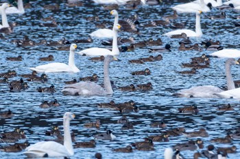 Baikal Teal 夏目の堰 (八丁堰) Mon, 2/12/2024