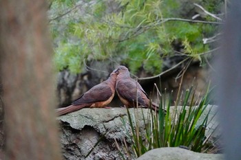 Brown Cuckoo-Dove Taronga Zoo Sydney  Mon, 7/2/2018