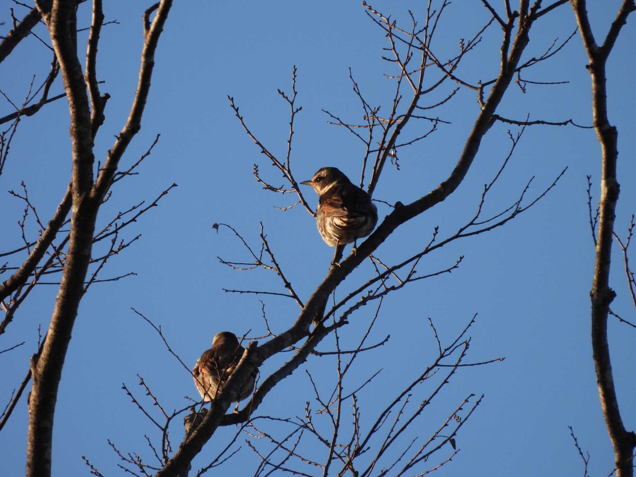 Dusky Thrush