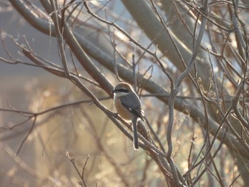 2024年2月12日(月) 宮川の野鳥観察記録