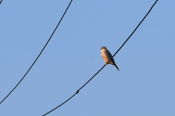 2024年2月12日(月) 小松市の野鳥観察記録