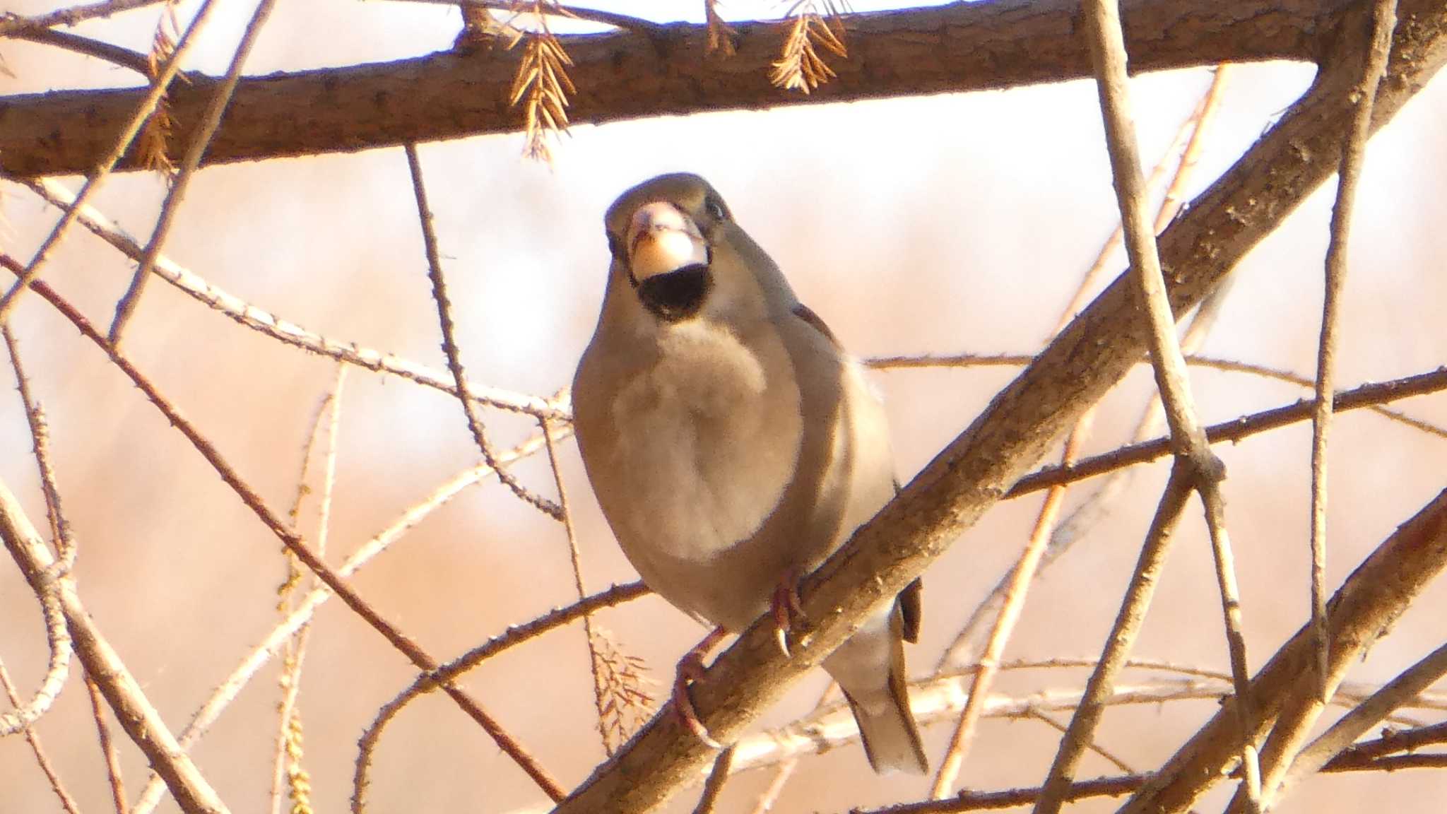 シメ