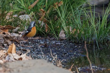 Daurian Redstart 善福寺公園 Fri, 2/9/2024