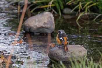 Daurian Redstart 善福寺公園 Fri, 2/9/2024