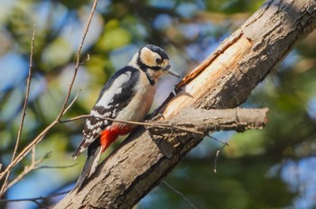 Great Spotted Woodpecker Mizumoto Park Mon, 2/12/2024