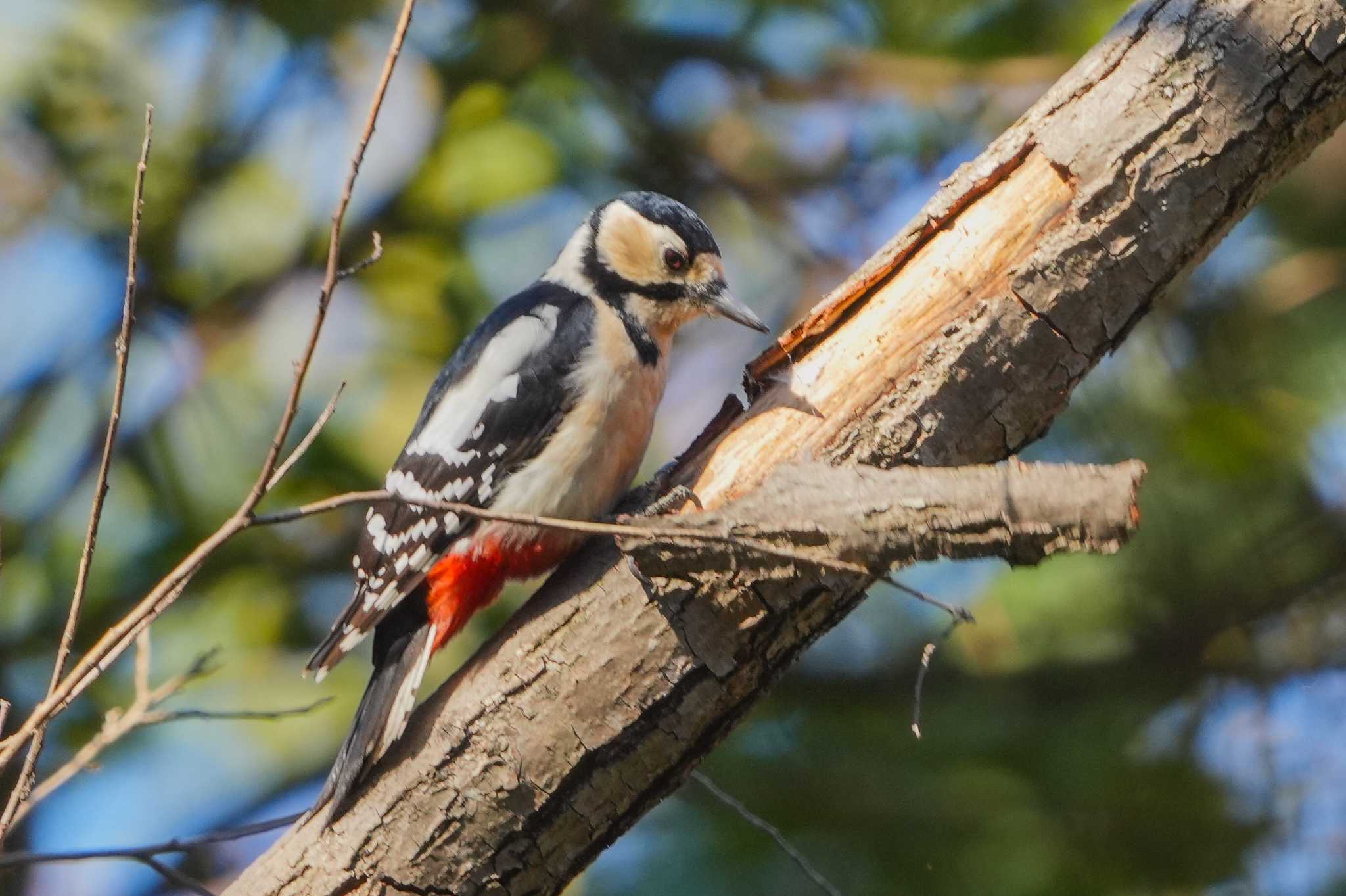 Great Spotted Woodpecker