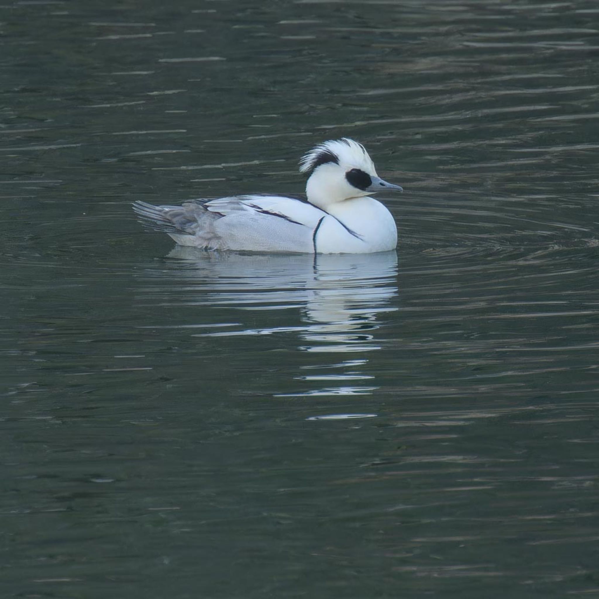 Smew