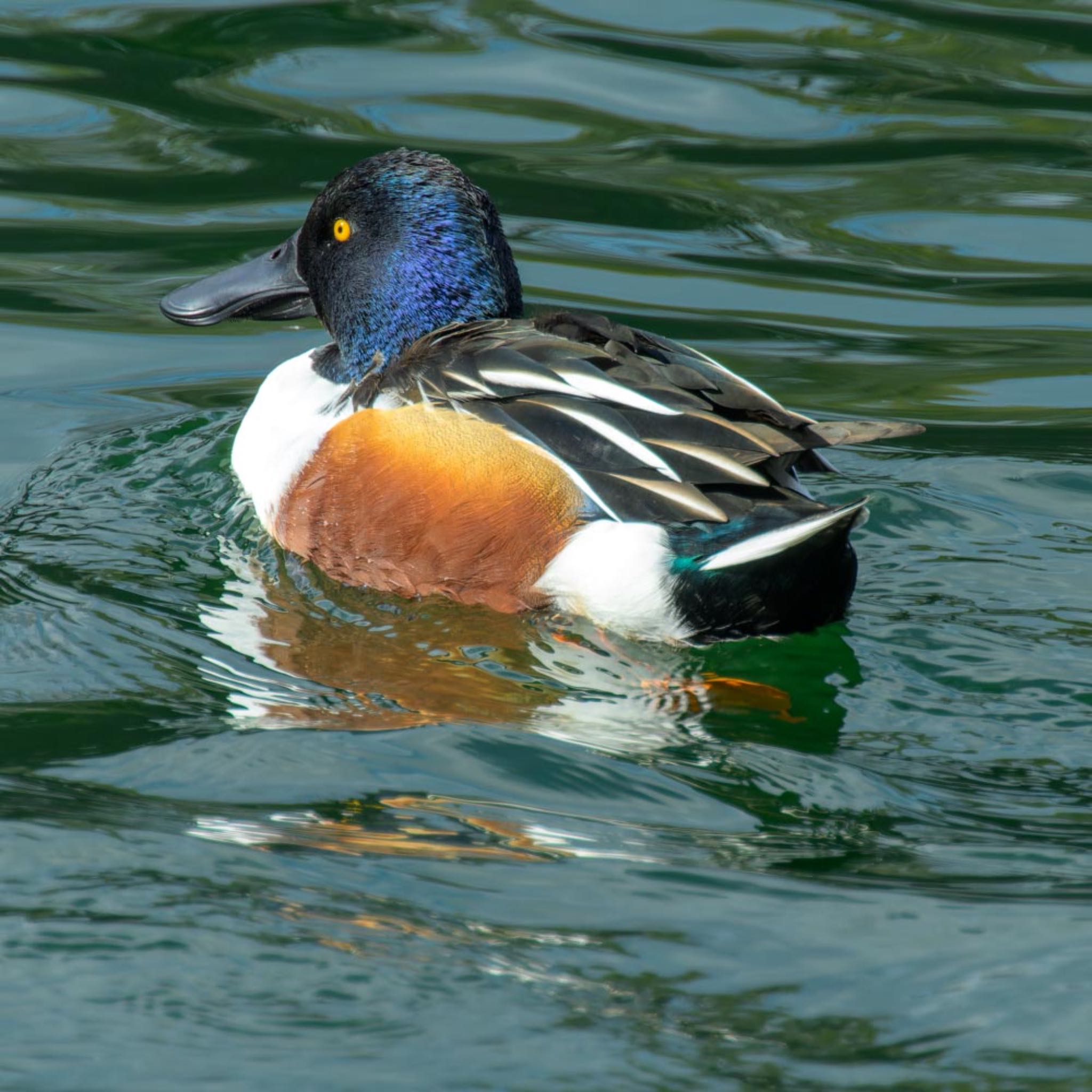 大阪城公園 ハシビロガモの写真 by K.AKIYAMA