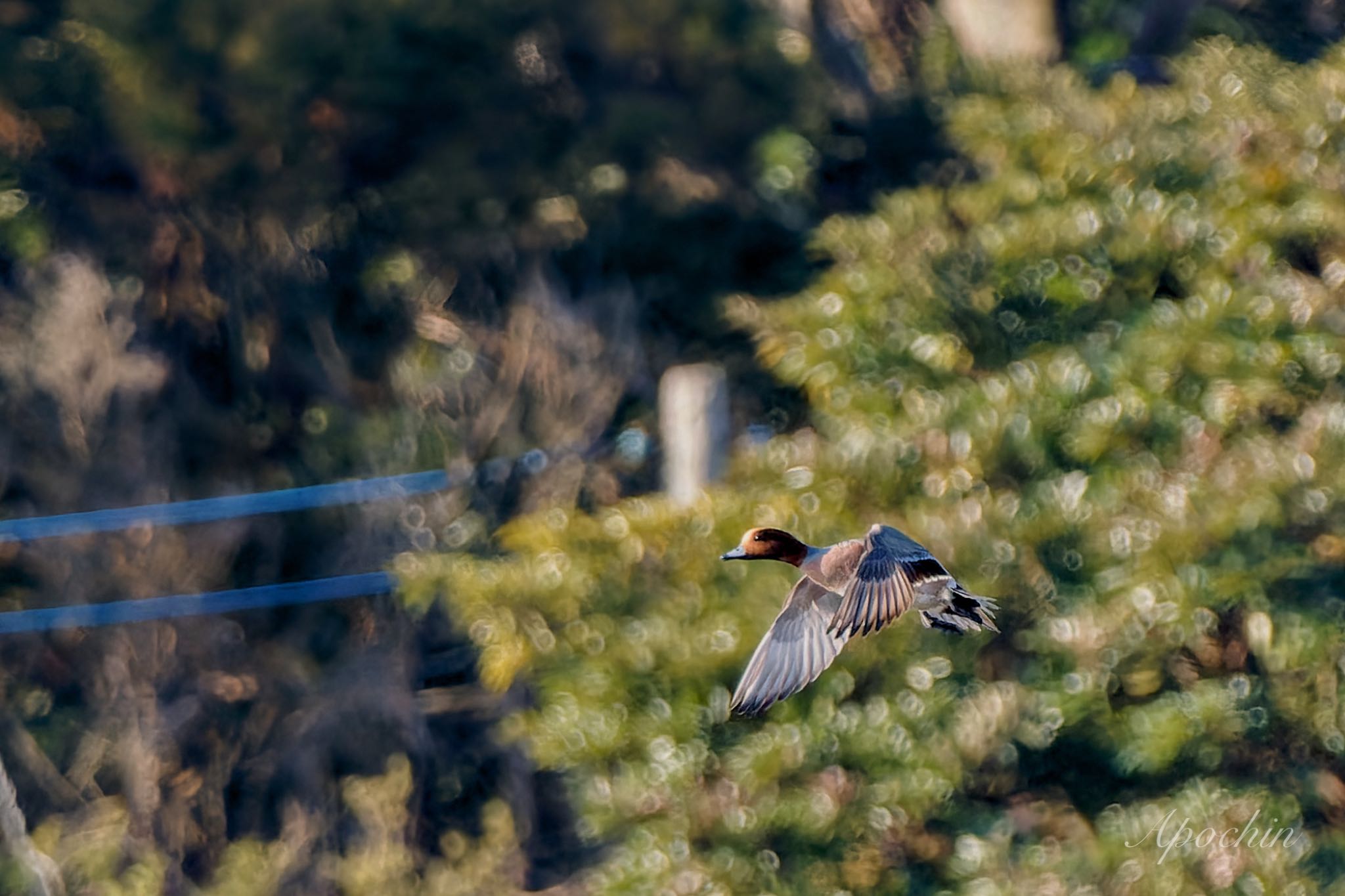 Eurasian Wigeon