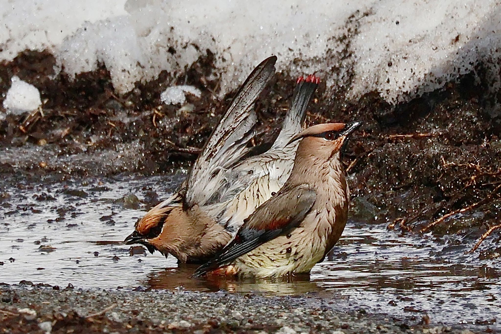 Japanese Waxwing