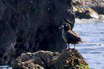 Harlequin Duck 真鶴岬 Sat, 2/10/2024