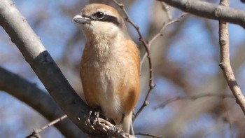 モズ 秋ヶ瀬公園 2024年2月12日(月)