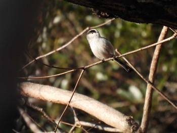 Long-tailed Tit 三郷山 Mon, 2/12/2024