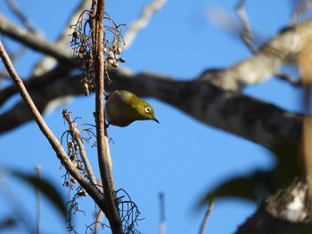 Warbling White-eye 三郷山 Mon, 2/12/2024