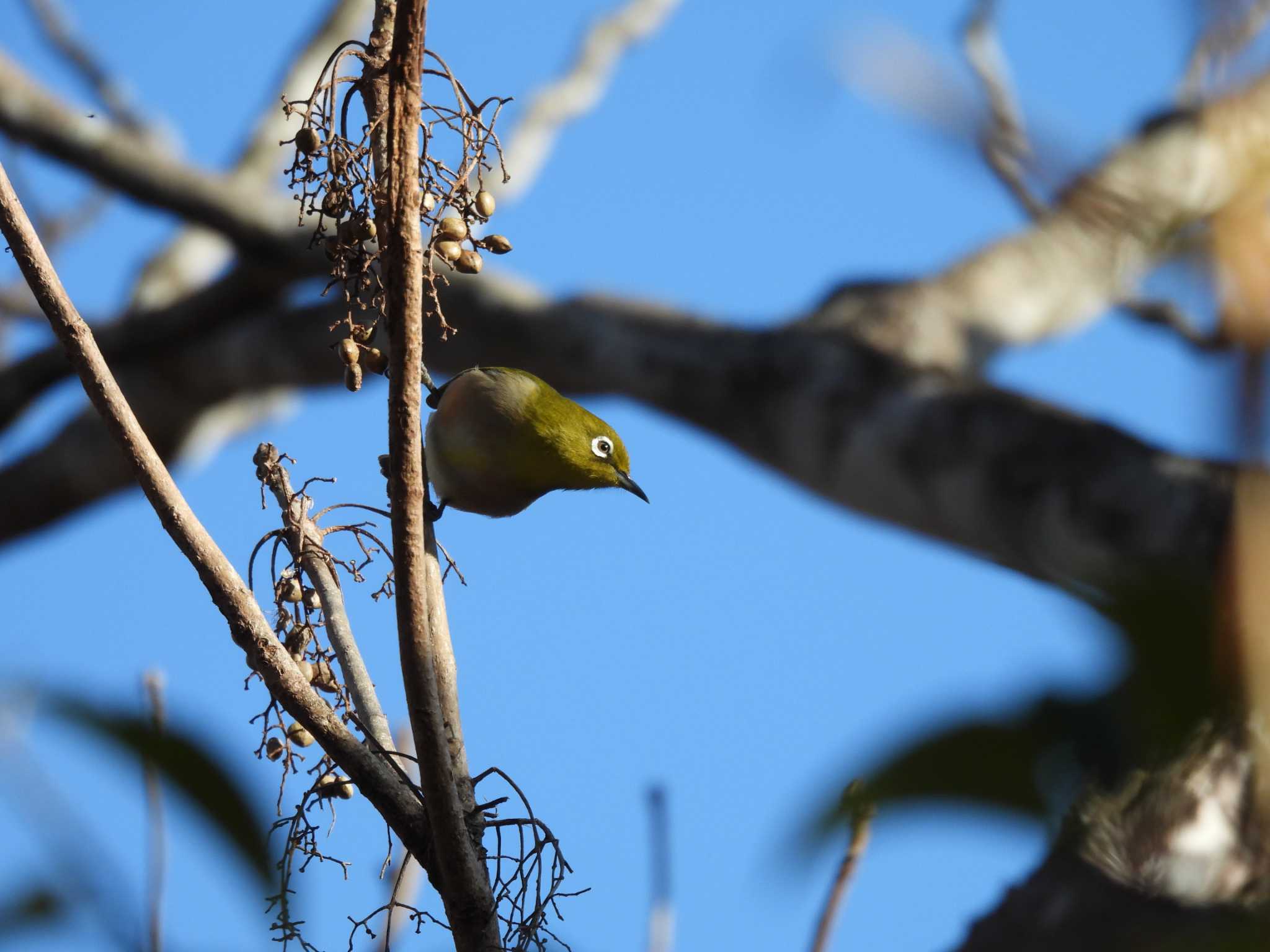 Warbling White-eye