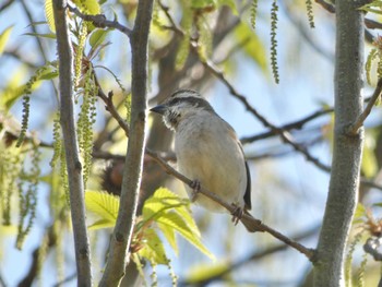 Sat, 4/1/2023 Birding report at 馬見丘陵公園