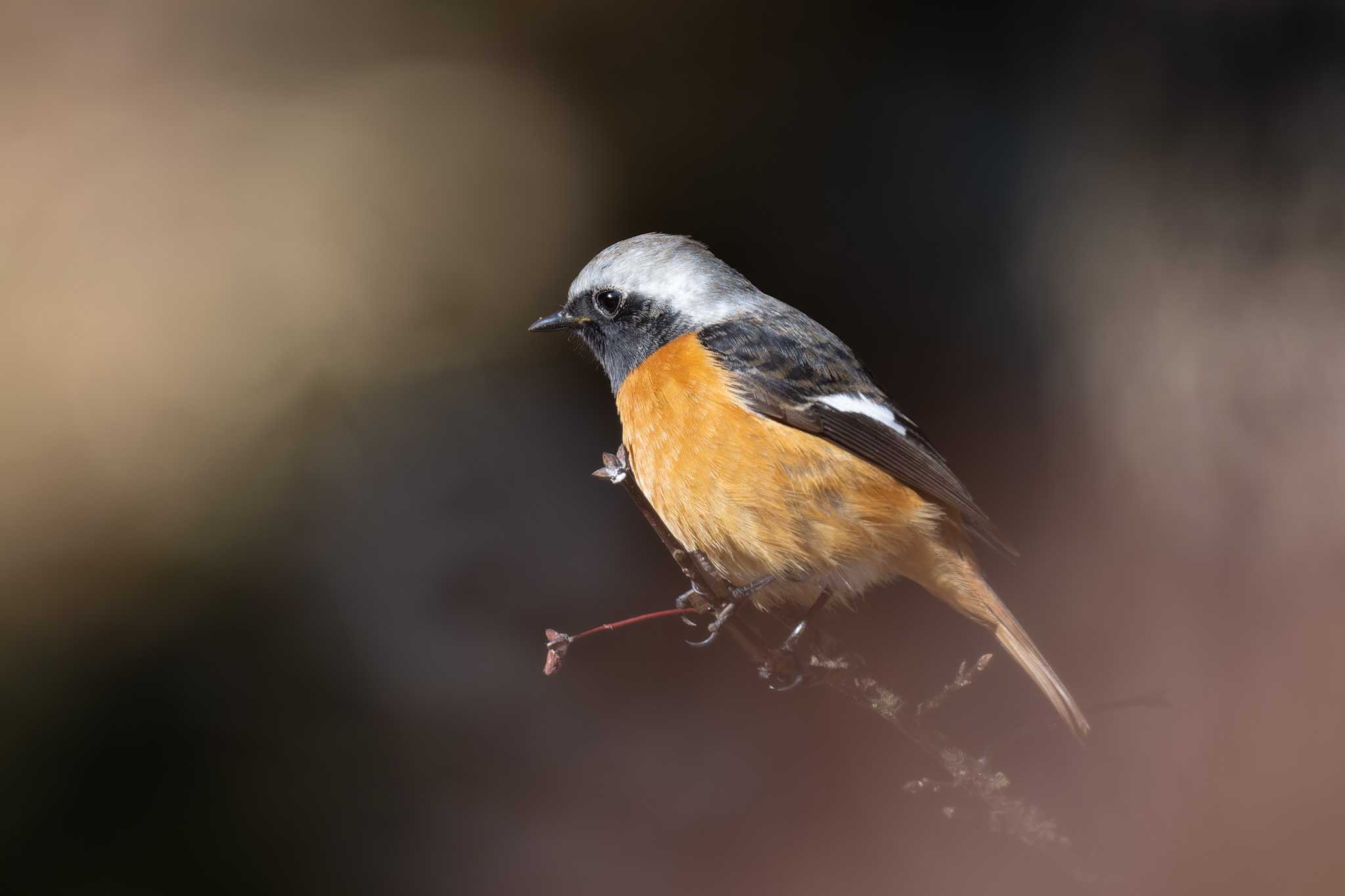 Photo of Daurian Redstart at 秩父ミューズパーク by たい焼きの煮付け