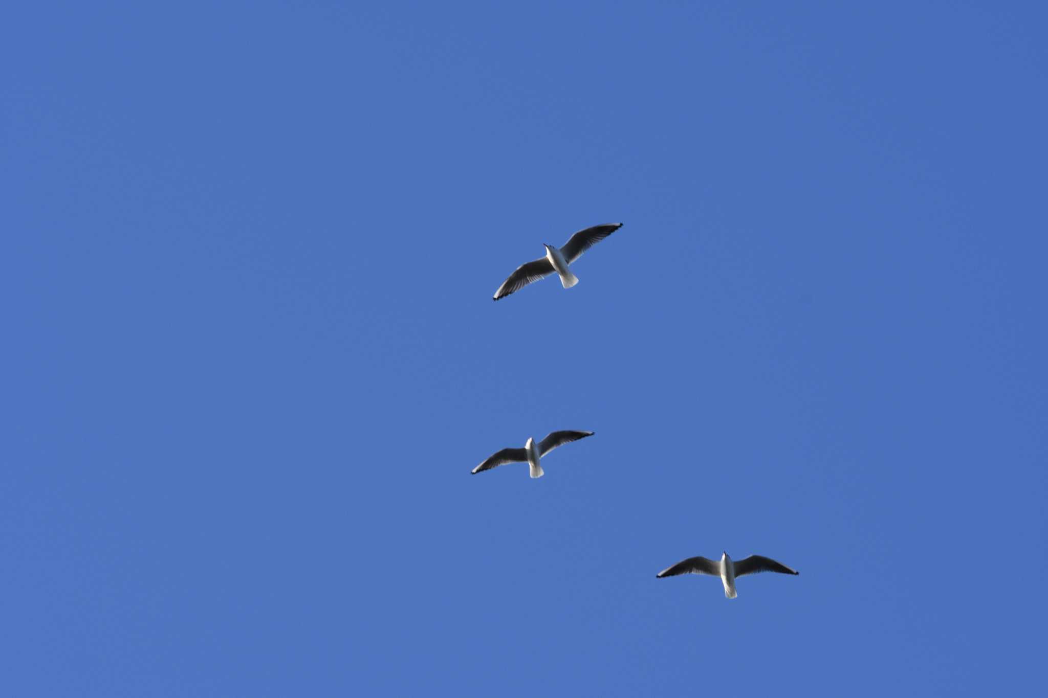 Black-headed Gull