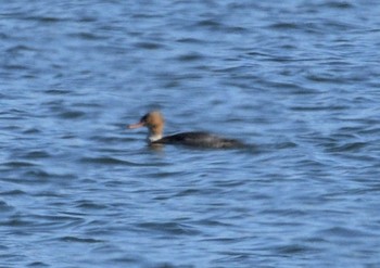 2024年2月12日(月) 葛西臨海公園の野鳥観察記録