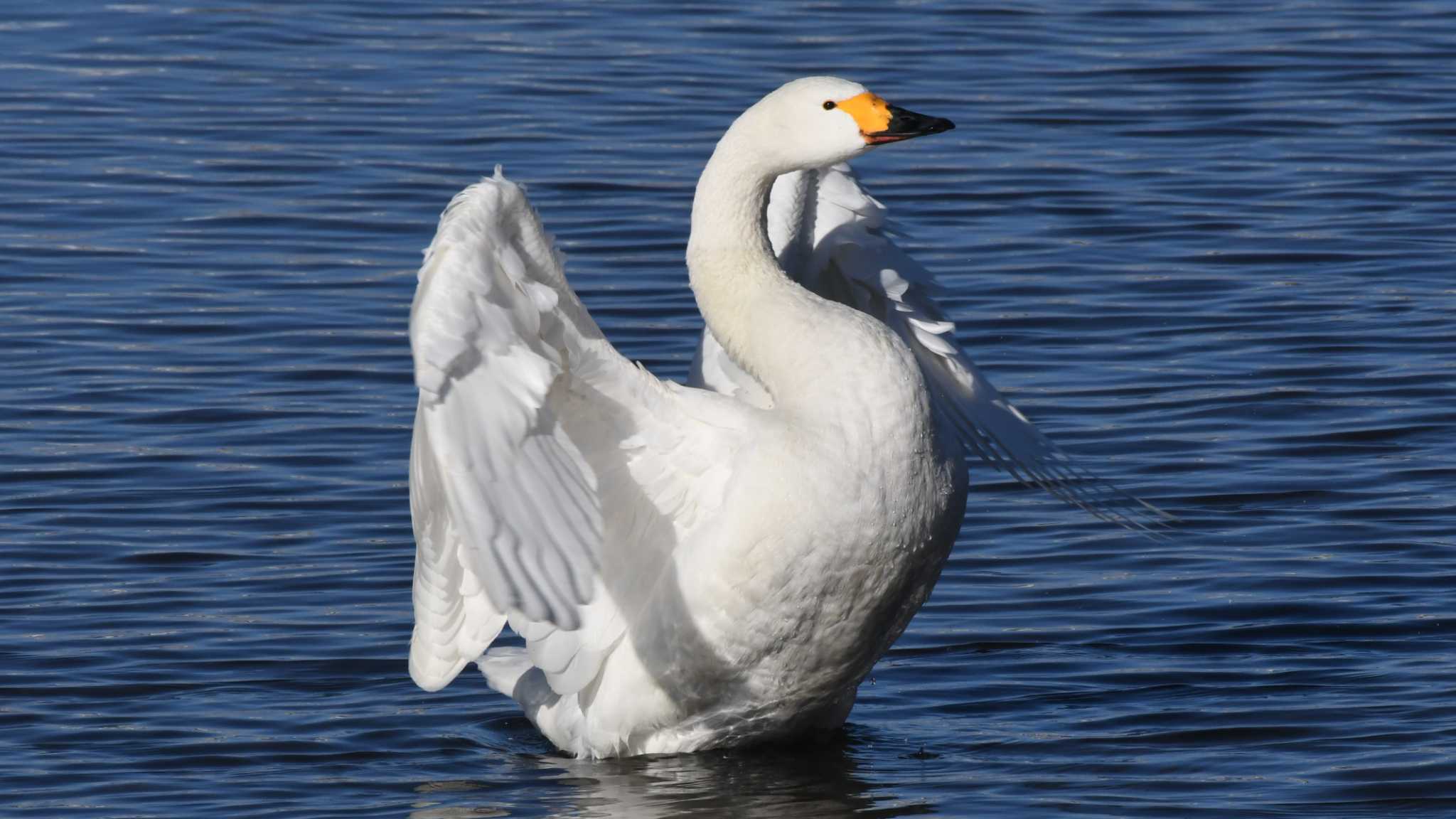 Photo of Tundra Swan at 長野県佐久市 by ao1000