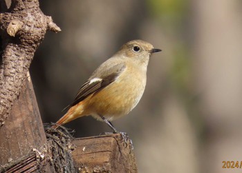 Daurian Redstart Imperial Palace Sun, 2/11/2024