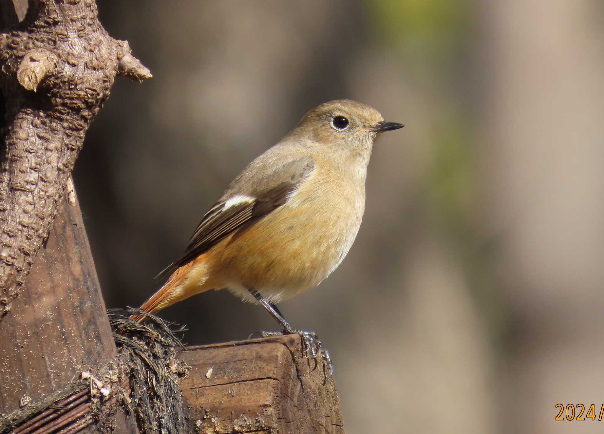 Photo of Daurian Redstart at Imperial Palace by チョコレート