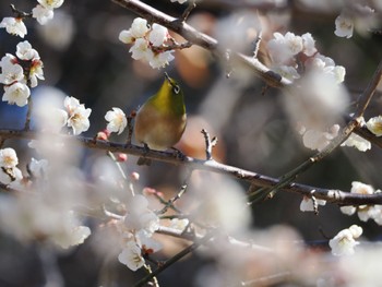 メジロ 東京都立桜ヶ丘公園(聖蹟桜ヶ丘) 2024年2月12日(月)