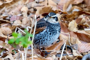 ツグミ 秋ヶ瀬公園(野鳥の森) 2024年2月12日(月)