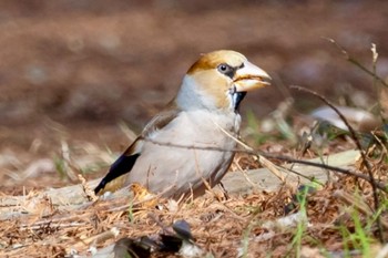 シメ 秋ヶ瀬公園(野鳥の森) 2024年2月12日(月)