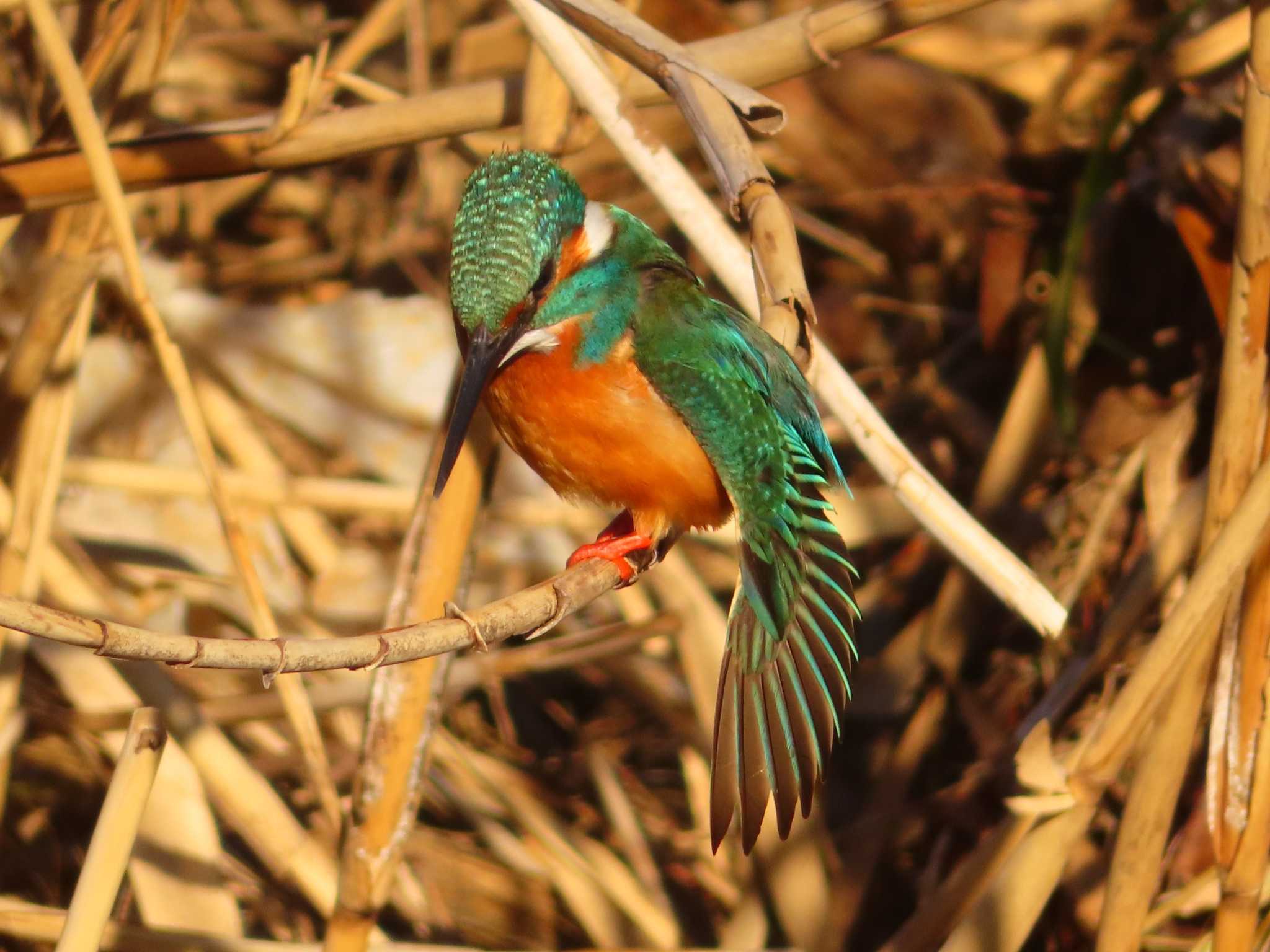 Common Kingfisher