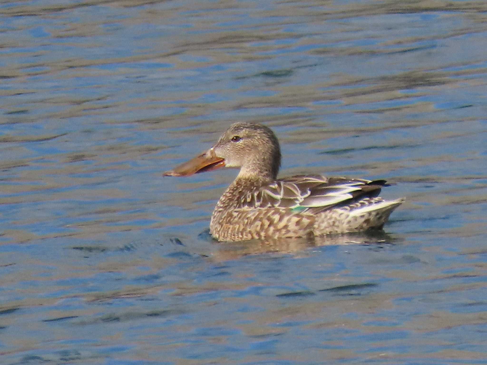 Northern Shoveler