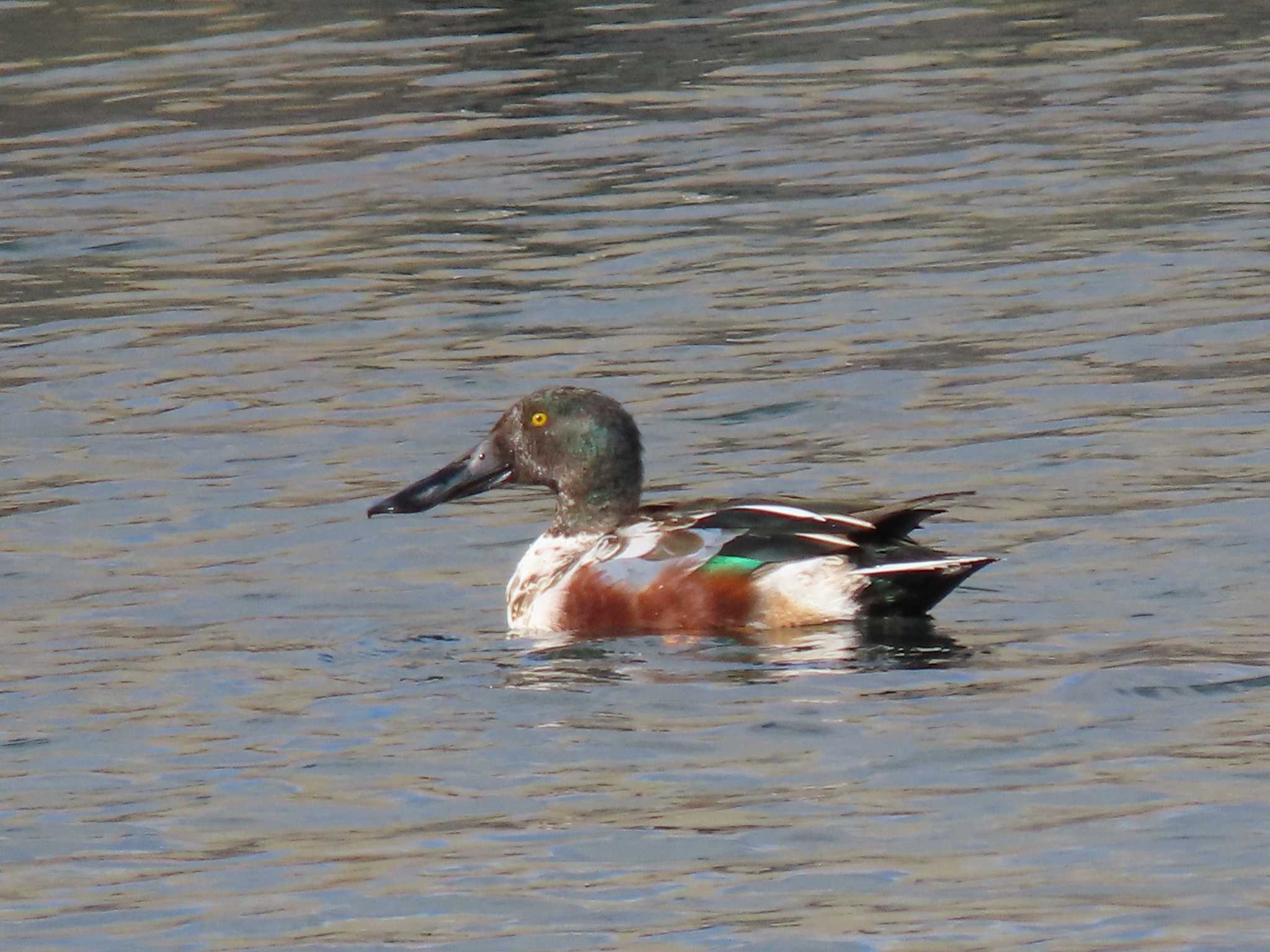 Northern Shoveler