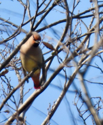 Fri, 2/9/2024 Birding report at 笠松みなと公園