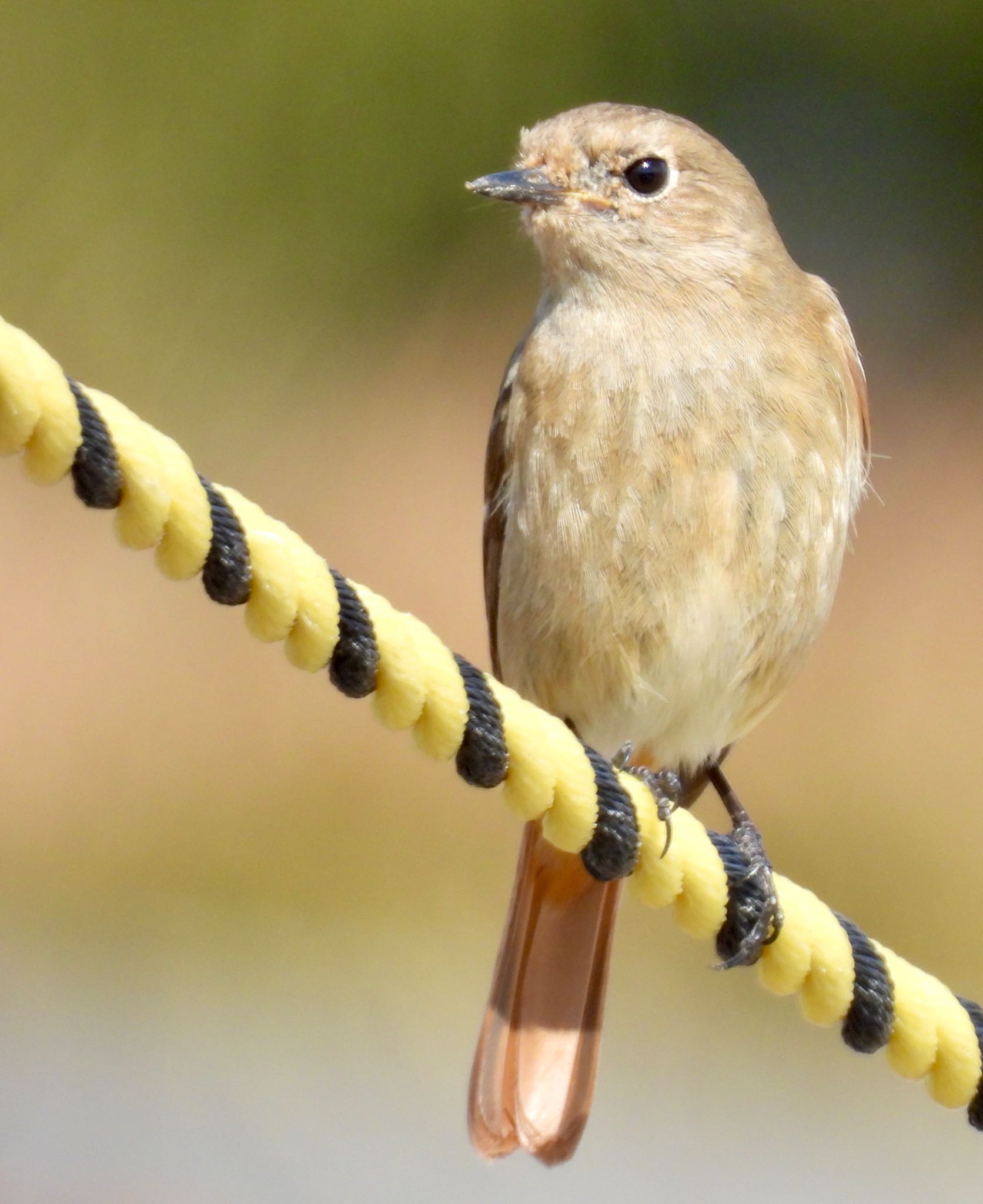 Daurian Redstart