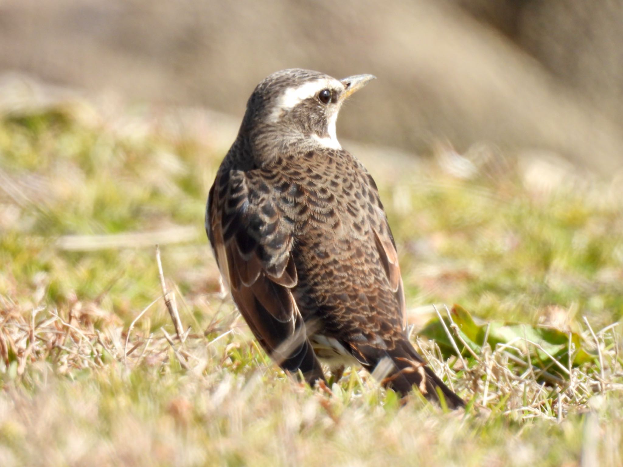 Dusky Thrush